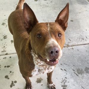 Meet your Posher, Peter